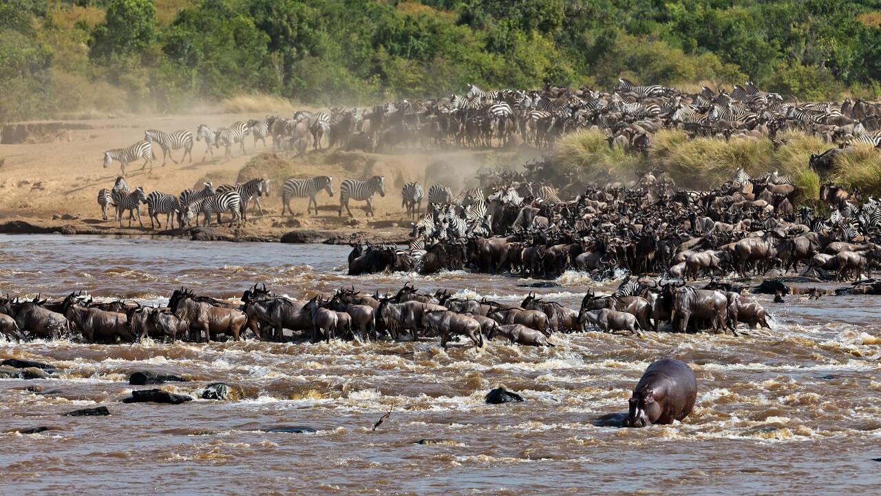 8 Days Serengeti Migration River Crossing Safari