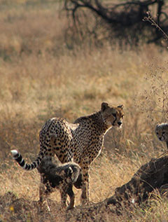 Serengeti National Parks