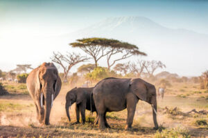 Elephants grazing at Amboseli with Kilimanjaro and Acacia Trees