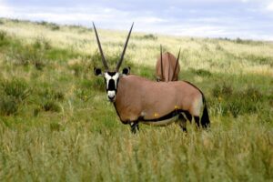 oryx-mkomazi-national-park