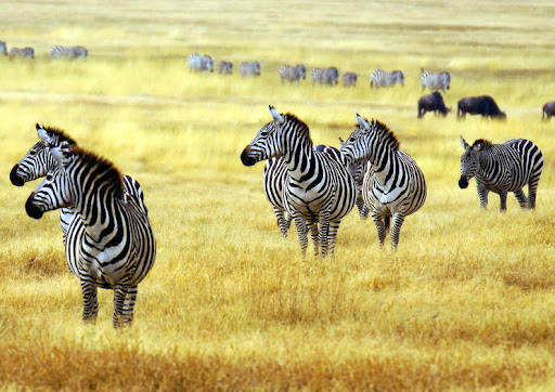 Tanzania Safari Itinerary