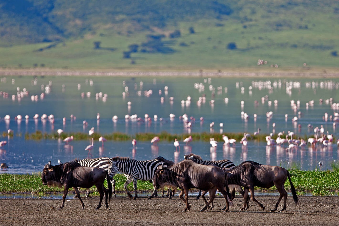 Lake Manyara National park